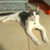 واگذاری گربه dsh