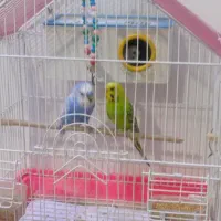 مرغ عشق|پرنده|خدا آفرین, |دیوار