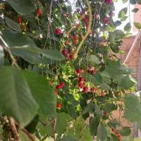 منزل ویلایی|فروش خانه و ویلا|بوئین و میاندشت, |دیوار