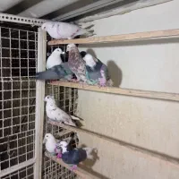 کبوتر|پرنده|تهران, شهرک رضویه|دیوار