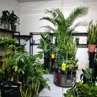 استند گل و گیاه