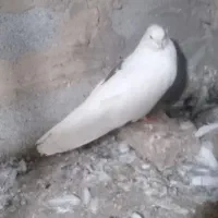 پشت خال سرخ نر