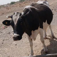 گاو ماده فروشی