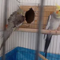 عروس هلندی نر و ماده رام و دستی|پرنده|قرچک, مجتمع مسکونی طبیعت|دیوار