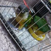 دو عدد جوجه گرینچک نرمه خور|پرنده|ایرانشهر, |دیوار