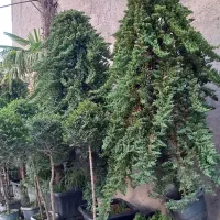 ( کاج ستاره ای ) لوکس نهال درخت|گل و گیاه طبیعی|تهران, ترمینال غرب|دیوار