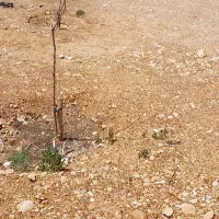 فروش زمین باغ شهری کودیان