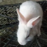 بچه خرگوش|موش و خرگوش|یزد, |دیوار