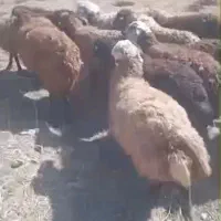 فروش بره ماده