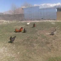 مرغ های سرحال