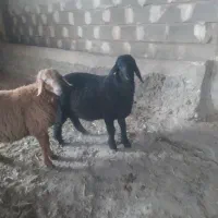 گوسفندبره نر قوچ