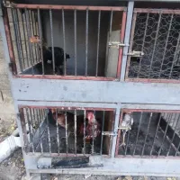 خروس،مرغ و جوجه لاری با قفس|پرنده|رامجین, |دیوار