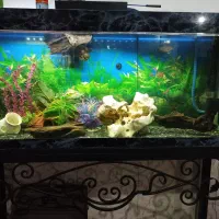اکواریوم و پایه اهنی و ماهی گوشتخوار