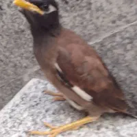 جوجه مینا شیطون