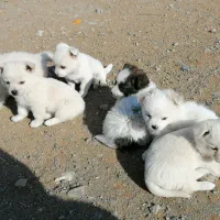 پامر|سگ|مشهد, کاظم آباد پنجشنبه|دیوار