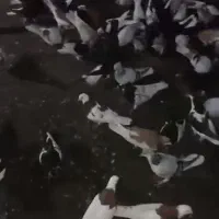 رنگه و المانی قلدر و دلبر|پرنده|بیرجند, |دیوار