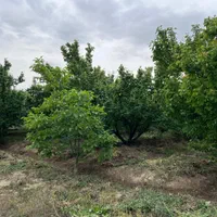 باغ ۵۰۰متری بر اصلی باغستان|فروش زمین و ملک کلنگی|تهران, سعیدآباد|دیوار