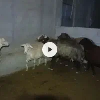 یک عدد قوچه سه ساله