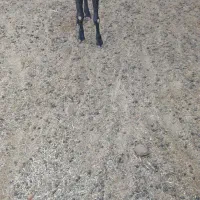 بز مورسیا آبستن ۴ماه|حیوانات مزرعه|مهریز, |دیوار