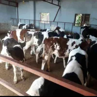 فروش گوساله های پرواری دورگ وگیلکی|حیوانات مزرعه|گمیشان, |دیوار