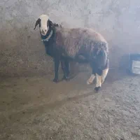 قوچ میش بره