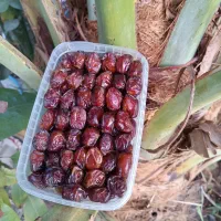 خرمای خاصویی . هلیله درجه یک