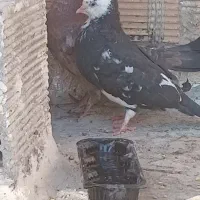 دوعدد کبوتر یکی شازده و یکی دمبی