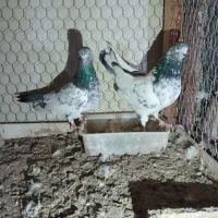 کبوتر|پرنده|برخوار, |دیوار