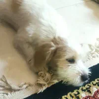 2عدد سگ توله