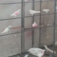 کبوتر پتی واله (پتی والا)