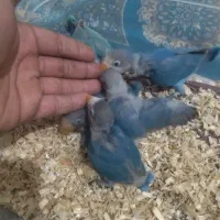 کوتوله آبی طوق سفید