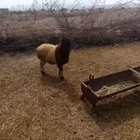 یک بره شیرازی  شهرستان کهنوج