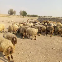 40راس میش ترکی بختیاری
