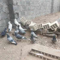 کفتر پلاکی و...|پرنده|بافق, |دیوار