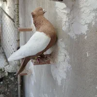 کبوترسینه زرد