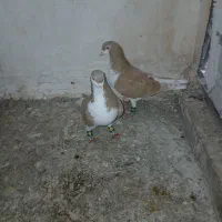 ی جفت سده زردخوشگل