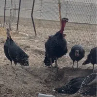 بوقلمون