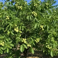 نهال گردو ژنوتیپ ۷