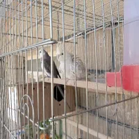 عروس هلندی|پرنده|مسجد سلیمان, |دیوار