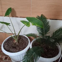 گل با گلدان