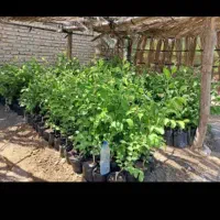 نهال پولساز کنار تایلندی سوپرلوکس|خدمات باغبانی و درختکاری|گراش, |دیوار
