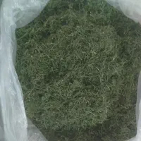 شوید خشک