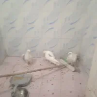 کبوتر پاپر