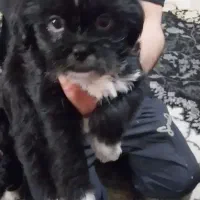 سگ نژادشیتزوسوپرفلت|سگ|شاهدشهر, |دیوار