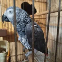 طوطی کاسکو ۶ساله سخنگو رام