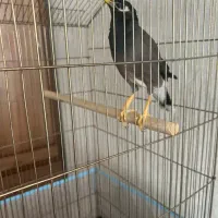 مینا بسار پر حرف و سالم باهوش هدف مند صحبت میکنه