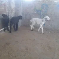 بره وبزغاله شیری|حیوانات مزرعه|تربت‌حیدریه, فردوسی جنوبی|دیوار