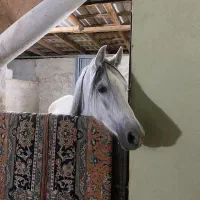 پانسیون اسب