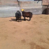 بره بختیاری