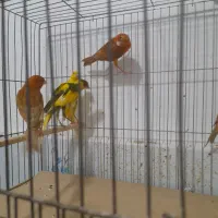 قناری اوپال رنگ دارچینی و سوخته